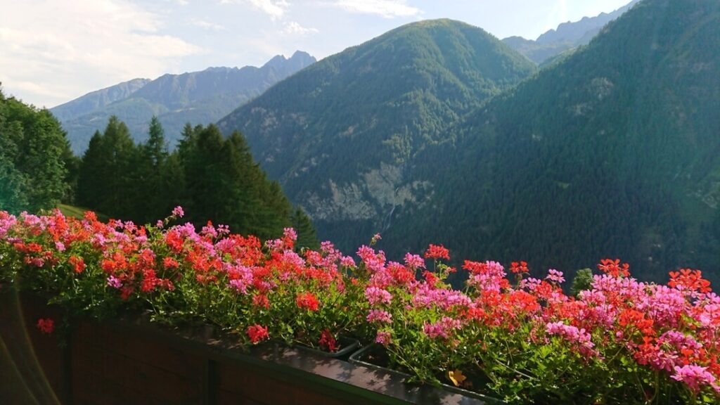 Het leven is goed - Geraniums